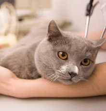 Veterinary Technology
