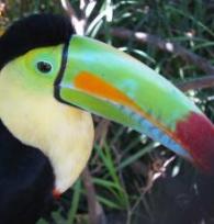 Toucan