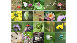 Biodiversity collage