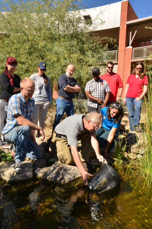 Releasing of endangered desert pupfish in cienega at MCC's Red Mountain Campus Spring 2015.