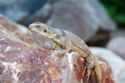 Chuckwalla on a rock at the Red Mountain Campus 