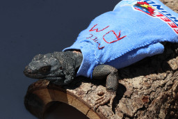 Reptile wearing blue MCC sweater that says Feel the Thunder