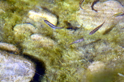 Desert Pupfish swimming in cienega