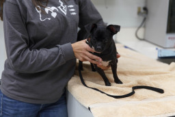 A faculty member holding a small, black dog at the Vet Tech Center
