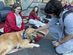 De-stress with doggos
