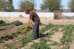 Student using a hoe in the urban agriculture garden