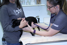 MCC professor Dr. Focht examining a small black dog