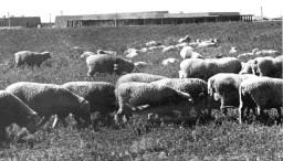 Sheep graze in the field next to the Southern & Dobson Campus in the early days