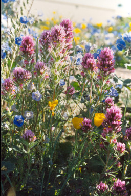 Flowers in the Xeriscape Demonstration Garden, 1989