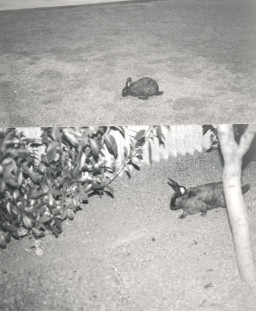Rabbits inhabit the Southern & Dobson Campus