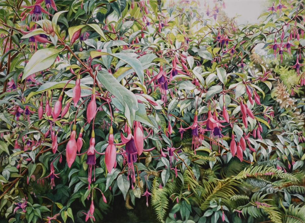 A watercolor painting of Fuchsia flowers.