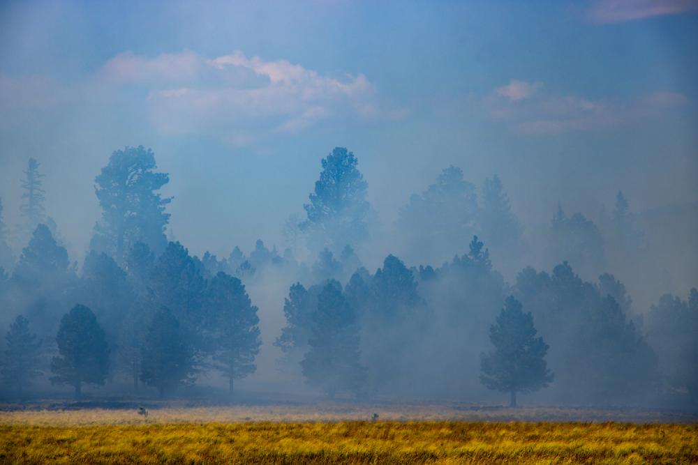 Photograph of a prescribed burn at Pole Knoll in the White Mountains.