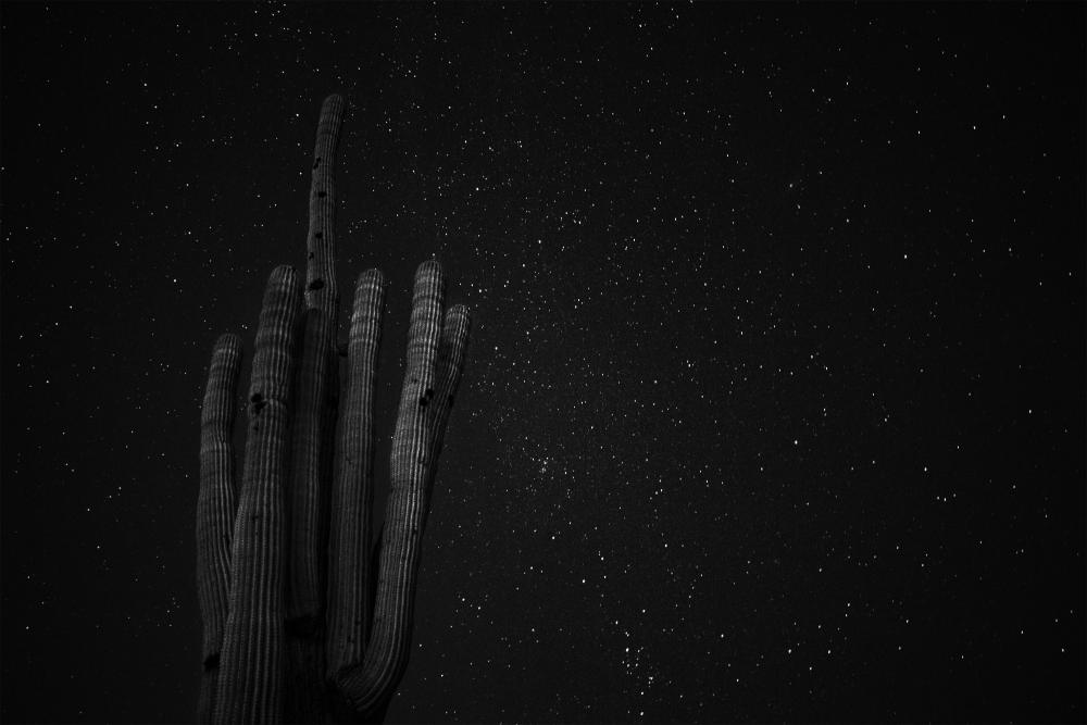 Diptych photograph with cactus against a night sky.