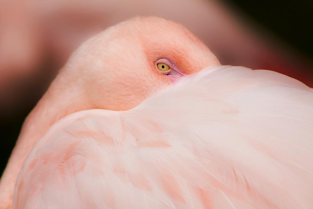 Photograph of a flamingo staring at the viewer.