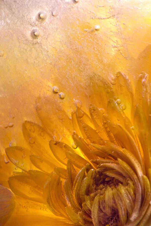 Photograph of a frozen yellow flower, close-up.