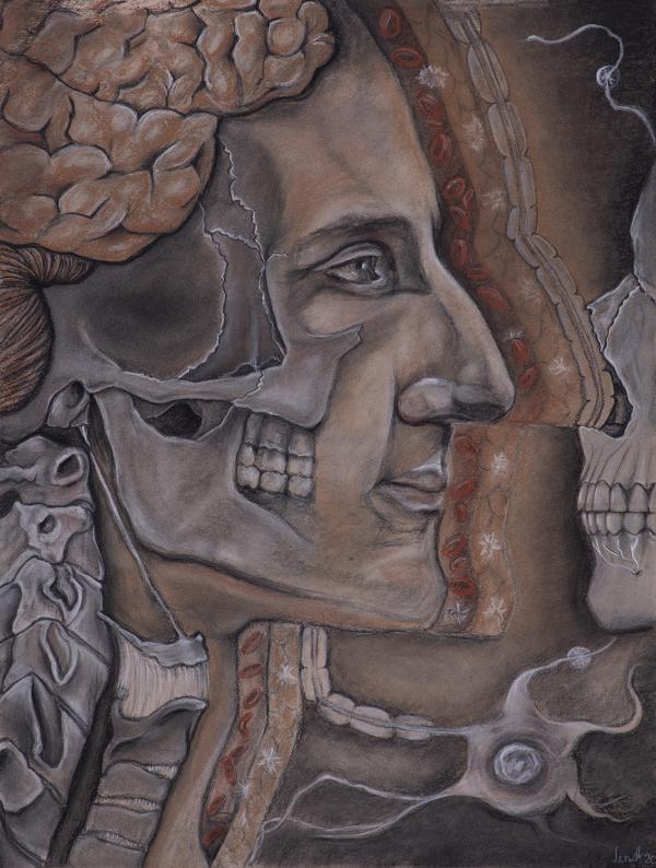 Drawing, art anatomy of a figures face with bone structure.