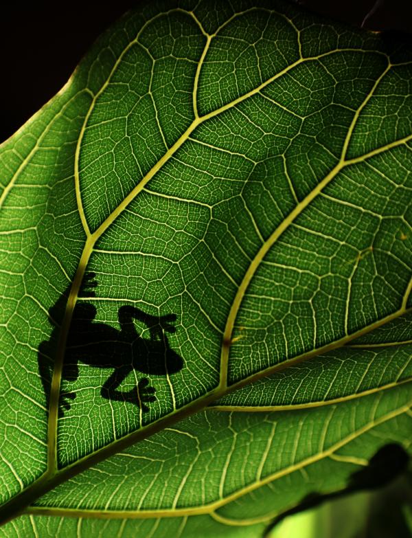 shadow of a frog on the underside of a leaf.
