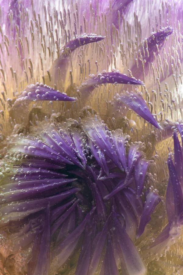 Photograph of a frozen purple flower, close-up.