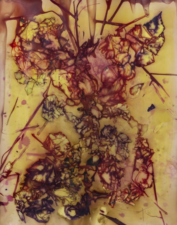 Lumen printed photograph, abstract yellow and purple shapes.