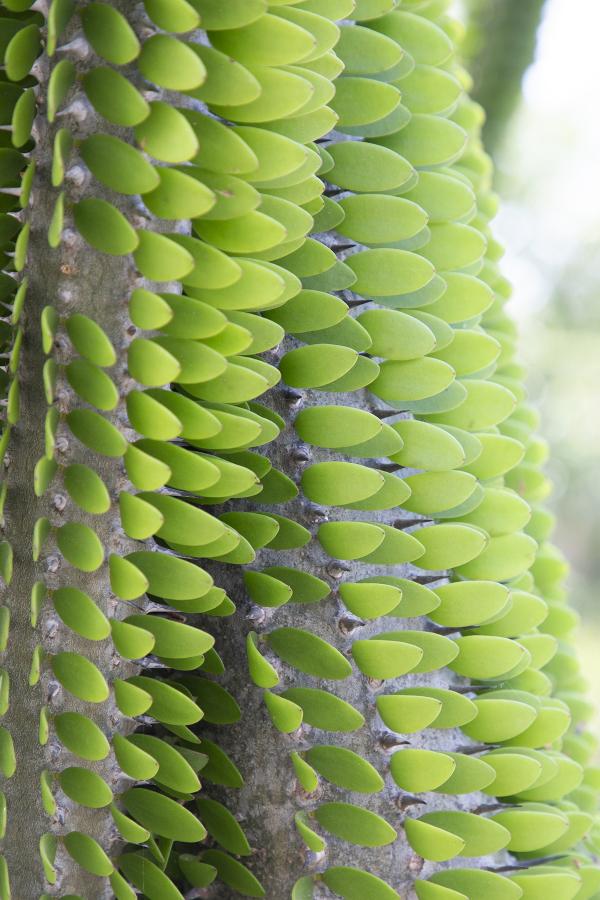 A close-up photograph of a plant.