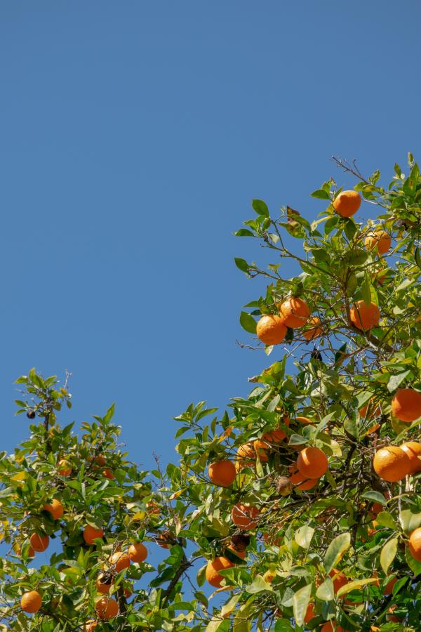 Photograph of a tree with oranges and a blue sky.