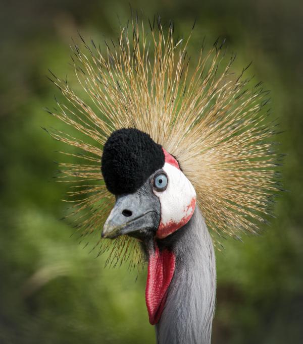 Photograph of a bird with a feathered halo.