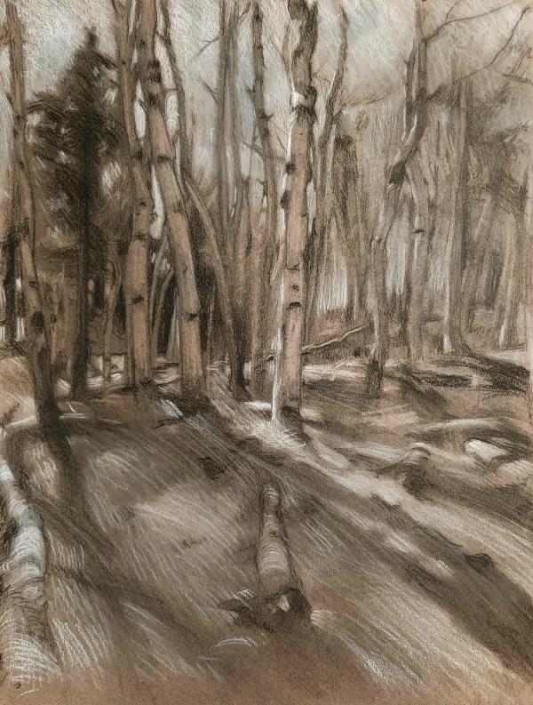 Charcoal drawing of aspen trees in a forest at dusk.