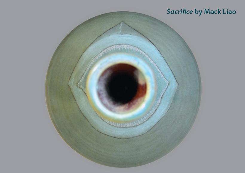 Sacrfice, ceramic work by Mack Liao