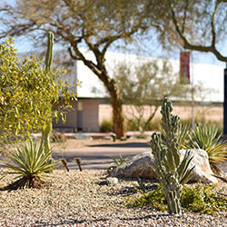 Desert plants and trees on campus.
