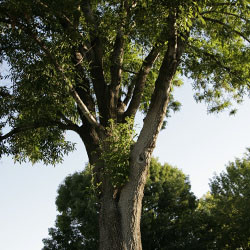 Large leafy trees.