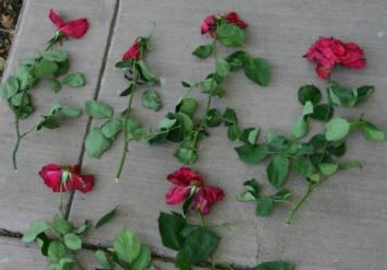 Six roses cut on cement.