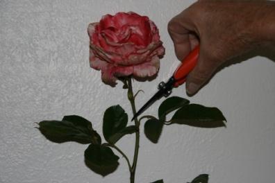 A hand preparing to clip a bloomed rose.