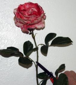 A hand lower down cutting a bloomed rose.