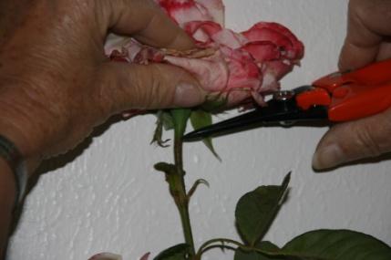 A hand holds a rose while clipping very high up.