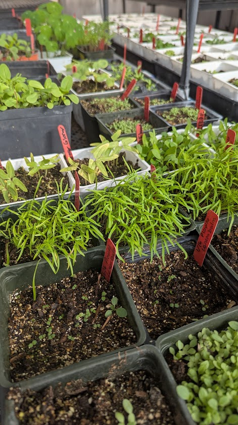 Rows of square pots with small plants.