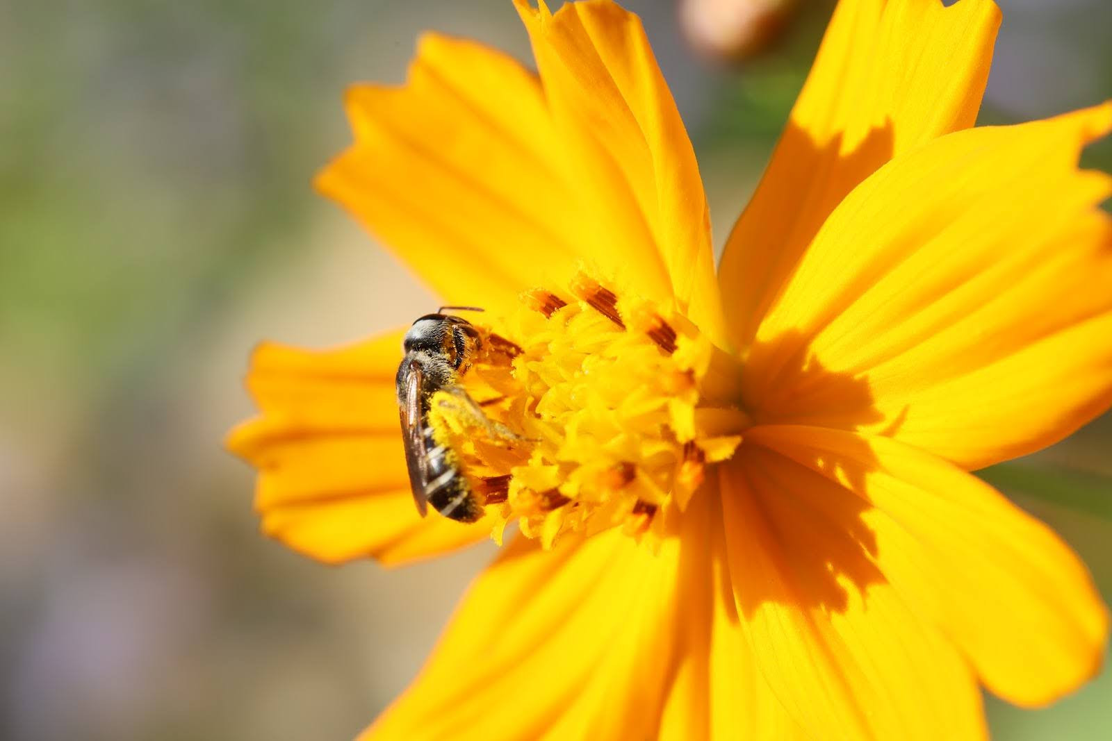 Closeup of a bee on a yellow flower.