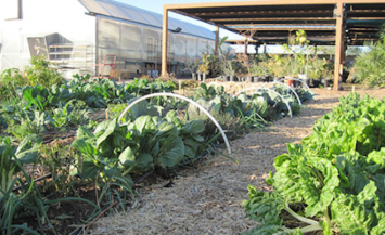 outdoor garden plans