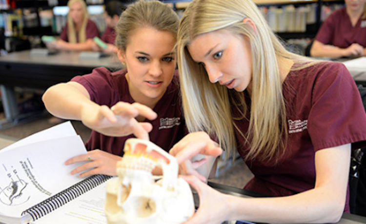 two dental students looking at skull manipulative