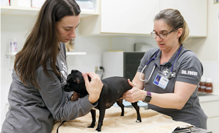 two veterinarians working tending to small dog