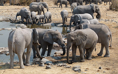 A group of elephants near water in Namibia