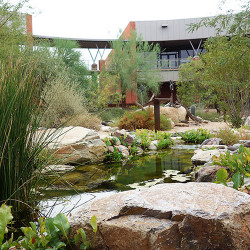 Outdoor Cienega with a pond and plants.