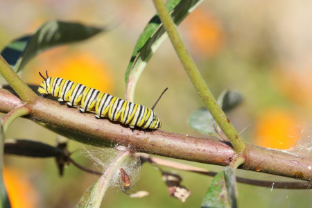 A striped caterpillar on a branch.