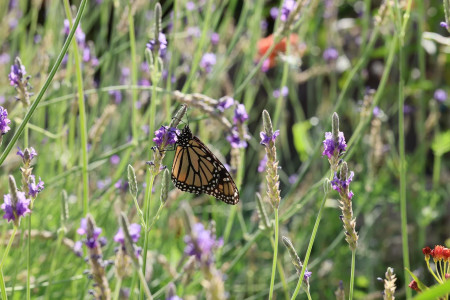 A butterfly resting on a small plant.