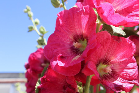 Closeup of pink flowers.
