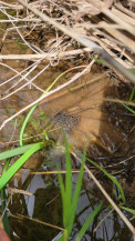 Lowland Leopard Frog egg mass in the cienega. 