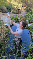 Sarah Liptack, MCC Life Science Exhibits curator, examining collected Lowland Leopard Frog egg masses.