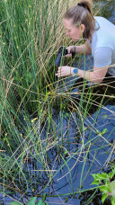 Sarah Liptack, MCC Life Science Exhibits Curator, identifying and testing Lowland Leopard Frog egg masses.