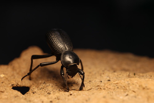 Ironclad Beetle.