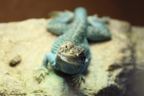 Eastern Collared Lizard.