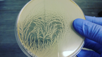 Petri Art plate